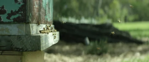 Bees swarming near beehive Stock Footage 67295606