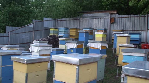 Bees swarming near beehive. Stack of beehive boxes in bee farm Stock Footage 136268637