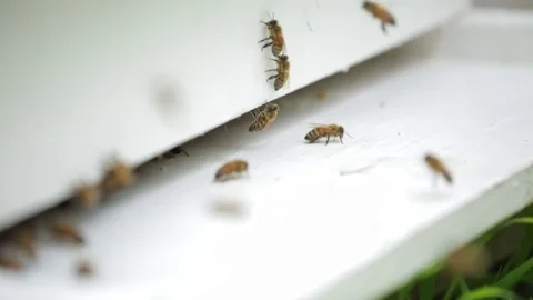 Bees swarming outside bee hive box, crawling out Stock Footage 76168950