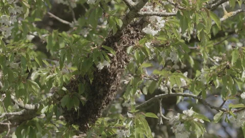 Bees Swarming in a tree (honey bees) Stock Footage 130203473