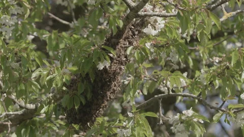 Bees Swarming in a tree (honey bees) Stock Footage 130271392