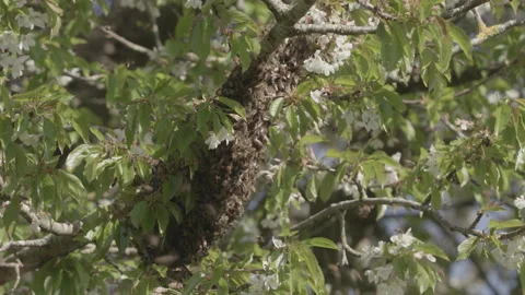 Bees Swarming in a tree (honey bees) Stock Footage 130272344