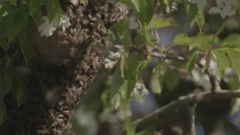 Bees Swarming in a tree (honey bees) Stock Footage 130329986