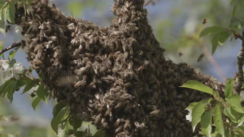 Bees Swarming in a tree (honey bees) Stock Footage 130383356