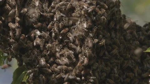 Bees Swarming in a tree (honey bees) Stock Footage 130400795