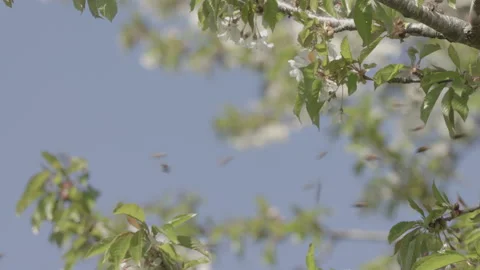 Bees Swarming in a tree (honey bees) Stock Footage 130468835