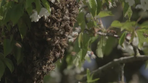Bees Swarming in a tree (honey bees) Stock Footage 130470628