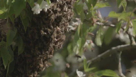 Bees Swarming in a tree (honey bees) Stock Footage 130473561