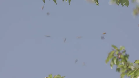 Bees Swarming in a tree (honey bees) Stock Footage 130475744