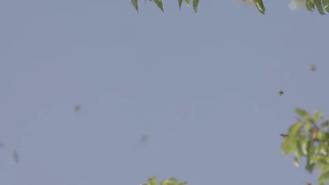 Bees Swarming in a tree (honey bees) Stock Footage 130477514