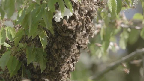 Bees Swarming in a tree (honey bees) Stock Footage 130478615