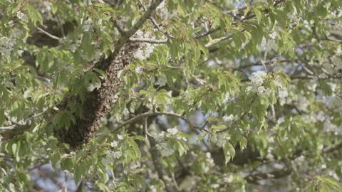 Swarming Bees Stock Footage ~ Royalty Free Stock Videos | Pond5