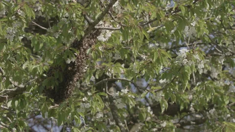 Bees Swarming in a tree (honey bees) Stock Footage 130480521