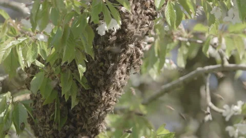 Bees Swarming in a tree (honey bees) Stock Footage 130481957