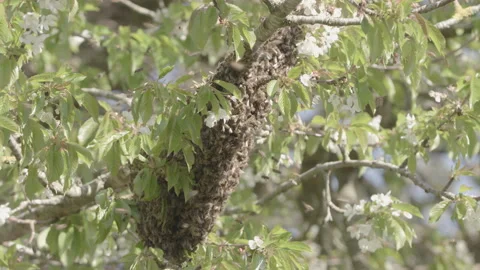 Bees Swarming in a tree (honey bees) Stock Footage 130482725