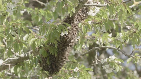 Bees Swarming in a tree (honey bees) Stock Footage 130483522