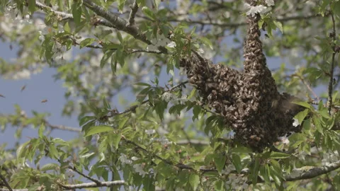 Bees Swarming in a tree (honey bees) Stock Footage 130483868