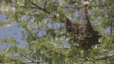 Bees Swarming in a tree (honey bees) Stock Footage 130485123