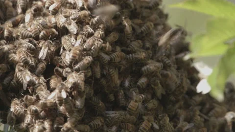 Bees Swarming in a tree (honey bees) Stock Footage 130485626