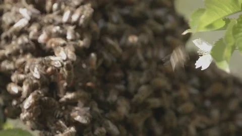 Bees Swarming in a tree (honey bees) Stock Footage 130486275