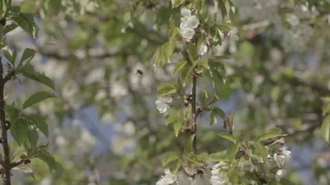 Bees Swarming in a tree (honey bees) Stock Footage 130487060
