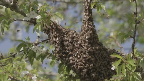 Bees Swarming in a tree (honey bees) Stock Footage