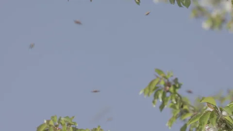 Bees Swarming in a tree (honey bees) Stock Footage 130490881