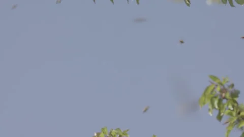 Bees Swarming in a tree (honey bees) Stock Footage 130493014