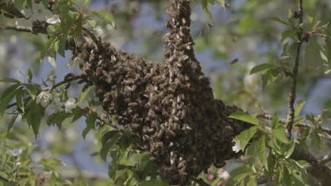 Bees Swarming in a tree (honey bees) Stock Footage 130495409