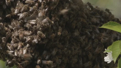 Bees Swarming in a tree (honey bees) Stock Footage 130497102