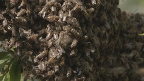 Bees Swarming in a tree (honey bees) Stock Footage 130500556
