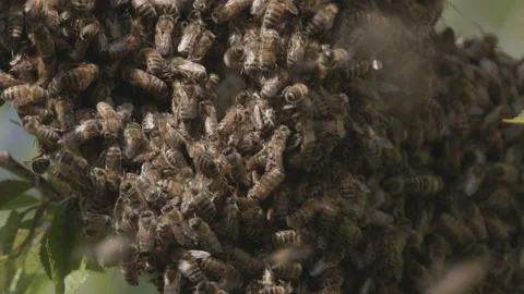 Bees Swarming in a tree (honey bees) Stock Footage 130502964