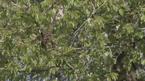 Bees Swarming in a tree (honey bees) Stock Footage 130504794