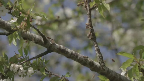 Bees Swarming in a tree (honey bees) Stock Footage 130507130