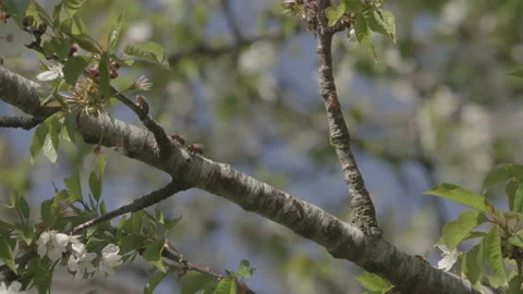 Bees Swarming in a tree (honey bees) Stock Footage 130509290