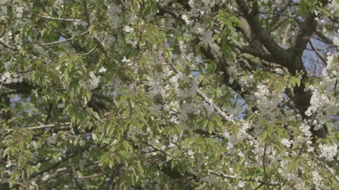 Bees Swarming in a tree (honey bees) Stock Footage 130511746