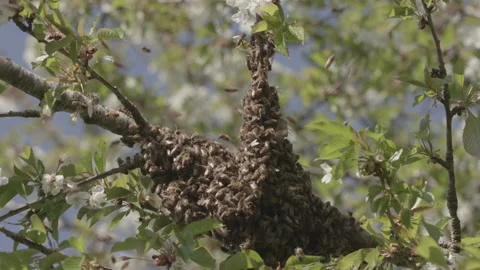 Bees Swarming in a tree (honey bees) Stock Footage 130524973