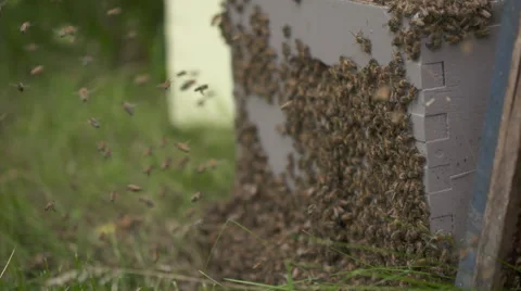 Bees swarmping Vídeo Stock 56913541