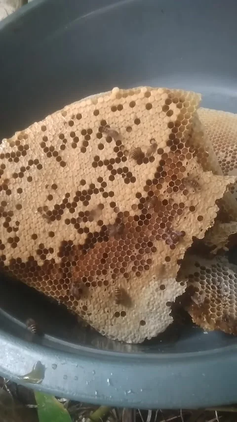 Bees sweet Stock Footage 168726027