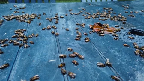 Bees on a table top Video stock 138694409