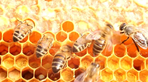 Bees take honey Stock Footage 23105436