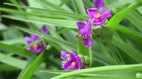Bees take nectar and pollen from honey flowers Video stock 155094148
