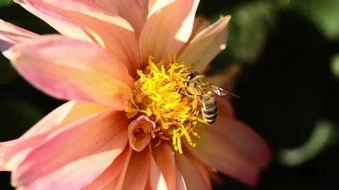 Bees take nectar from dahlia Vídeo Stock 141217061