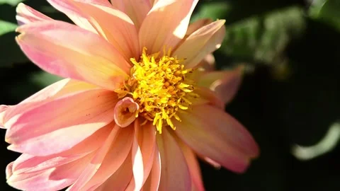 Bees take nectar from dahlia Vídeo Stock 141217154