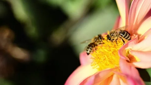 Bees take nectar from dahlia Vídeo Stock 141217704