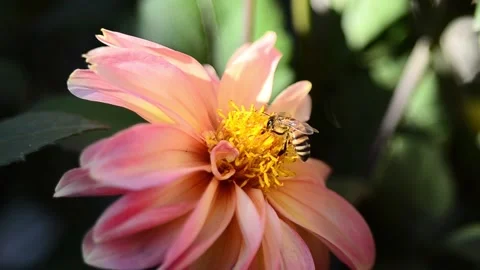 Bees take nectar from dahlia Vídeo Stock 141217785