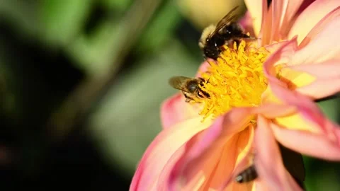 Bees take nectar from dahlia Vídeo Stock 141218353