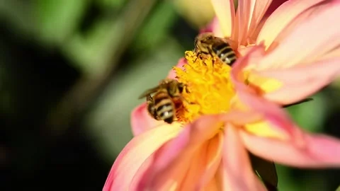 Bees take nectar from dahlia Video stock 141218528
