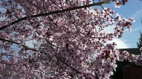 Bees take pollen from the blossoming cherry tree. 스톡 동영상 153838993