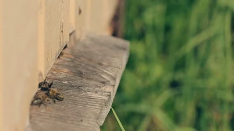 Bees take off for work from a beehive and come back with nectar. Video stock 80129507